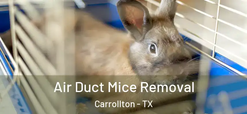 Air Duct Mice Removal Carrollton - TX